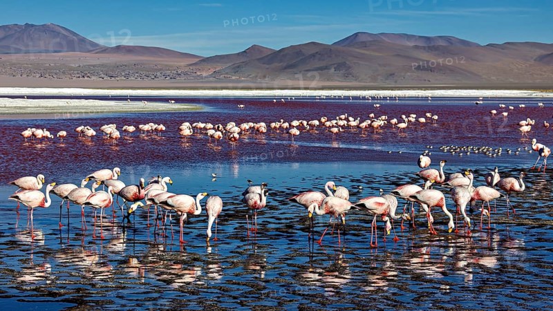 Group of flamingos in the shallow lake with reflecting water and wide sky, The James flamingos in the Laguna Colorada in Bolivia (Phoenicoparrus jamesi)