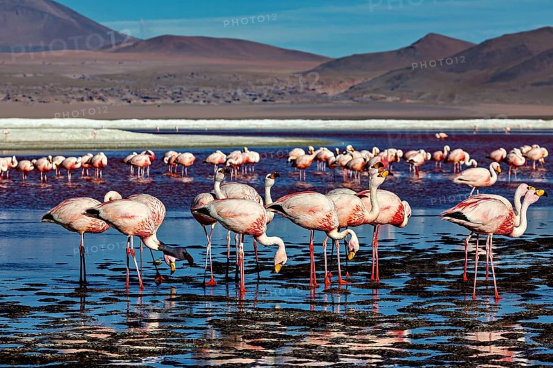 Flamingos resting in still water with a view of distant mountains, The James flamingos in the Laguna Colorada in Bolivia (Phoenicoparrus jamesi)
