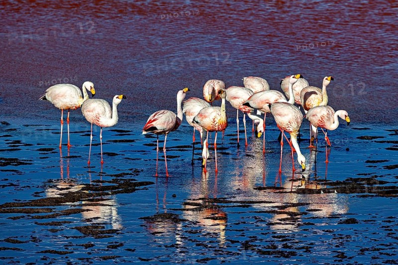 Flamingos in the red reflecting water with strong reflection, The James flamingos in the Laguna Colorada in Bolivia (Phoenicoparrus jamesi)