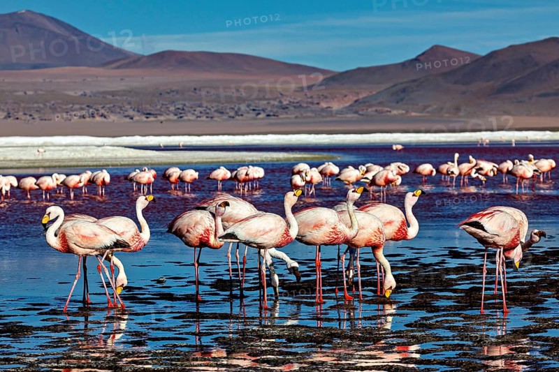 A harmonious scene of flamingos in the water against a mountain backdrop, the James flamingos in the Laguna Colorada in Bolivia (Phoenicoparrus jamesi)
