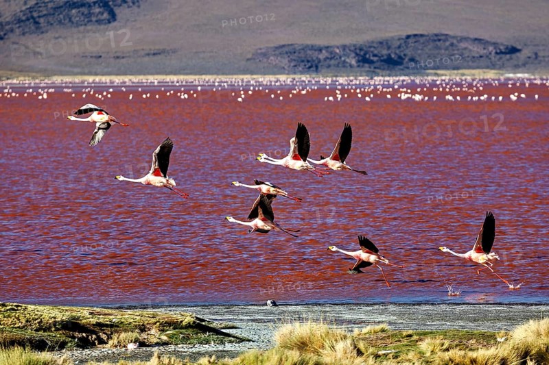 Flying flamingos over a red lake with a mountainous landscape in the background, the James flamingos in the Laguna Colorada in Bolivia (Phoenicoparrus jamesi)