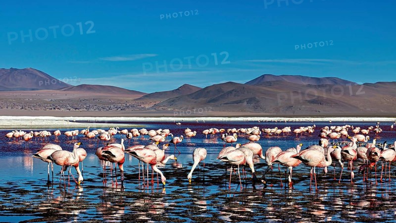 Flamingos standing in large numbers in the water of a high Andean lake, surrounded by mountain scenery, The James flamingos in the Laguna Colorada in Bolivia (Phoenicoparrus jamesi)