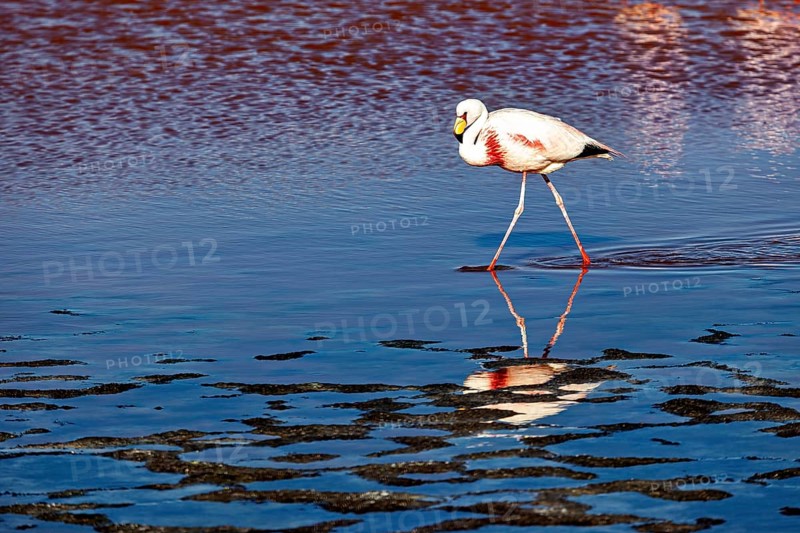 A flamingo walks across the water, its reflection is clear, The James flamingos in the Laguna Colorada in Bolivia (Phoenicoparrus jamesi)
