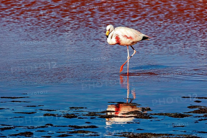 A single flamingo walks in the water, its reflection is visible, The James flamingos in the Laguna Colorada in Bolivia (Phoenicoparrus jamesi)