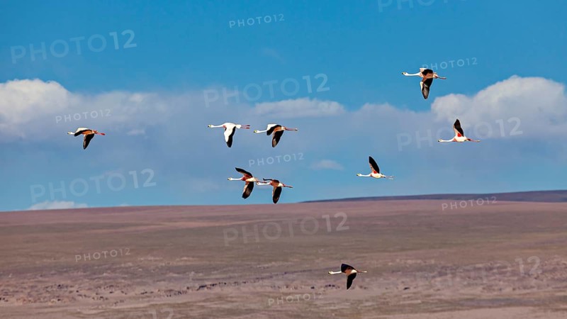 Several flamingos flying high in the blue sky over a wide landscape, the James flamingos in the Laguna Colorada in Bolivia (Phoenicoparrus jamesi)