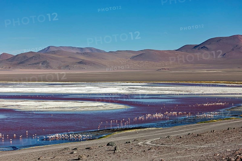 Vast landscape with a red and white lake surrounded by mountains, the James flamingos in the Laguna Colorada in Bolivia (Phoenicoparrus jamesi)