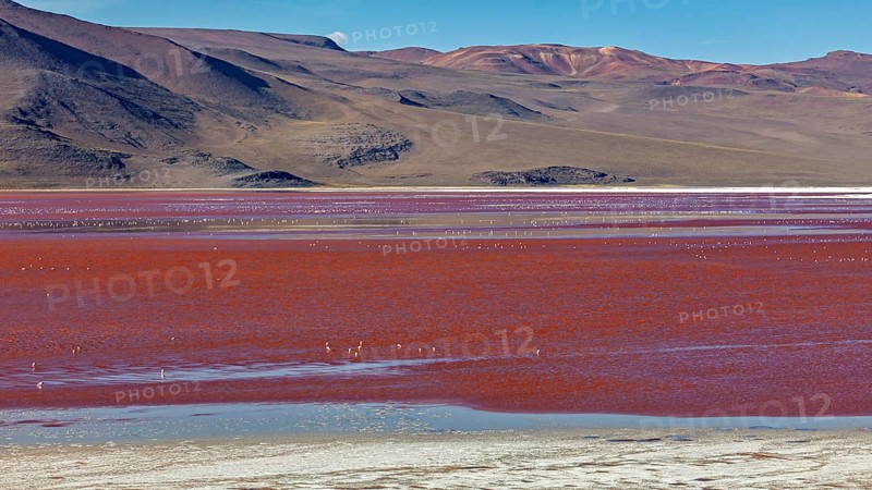 A red lake in a desert landscape with mountains in the background and flamingos in the water, the Laguna Colorada on the Altiplano in Bolivia