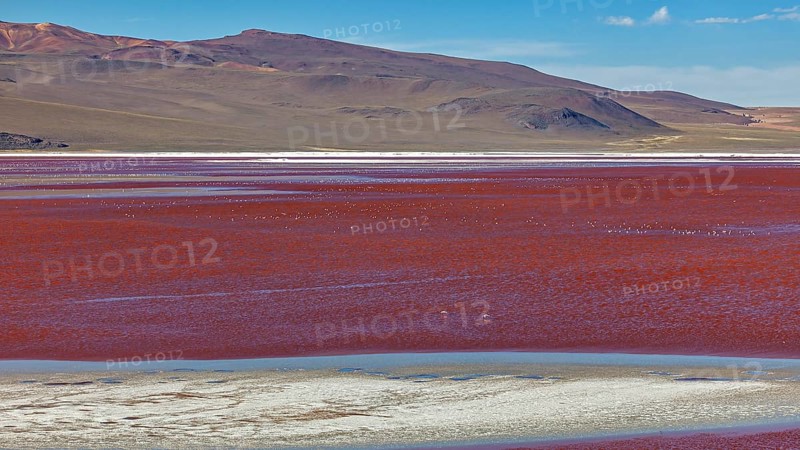 A vast red lake in a barren desert landscape with mountains in the background, Laguna Colorada on the Altiplano in Bolivia