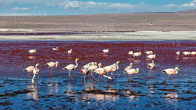Group of flamingos in a large red water area with blue sky, The James flamingos in the Laguna Colorada in Bolivia (Phoenicoparrus jamesi)