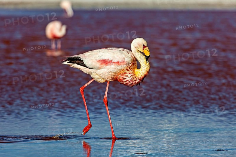 Close-up of a flamingo, standing in shallow water, the background blurred, The James flamingos in the Laguna Colorada in Bolivia (Phoenicoparrus jamesi)
