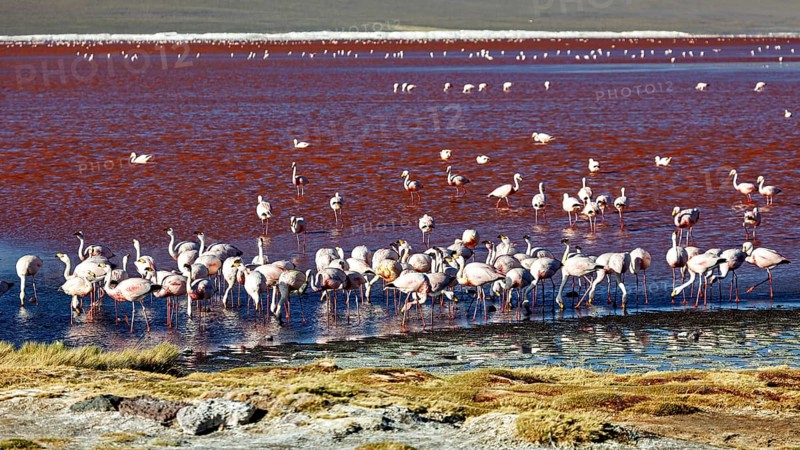 Large flock of flamingos on the shore of a red lake with green vegetation, the James flamingos in the Laguna Colorada in Bolivia (Phoenicoparrus jamesi)