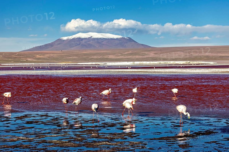 Flamingos at the red lake in front of a snow-covered volcano under a blue sky, The James flamingos in the Laguna Colorada in Bolivia (Phoenicoparrus jamesi)