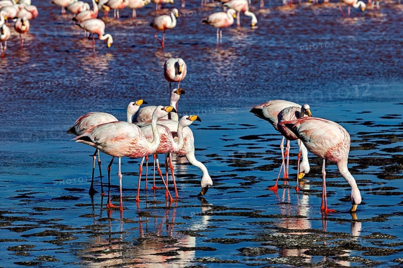 Flamingos move in the shallow, flat water of a lake while others stand still, The James flamingos in the Laguna Colorada in Bolivia (Phoenicoparrus jamesi)