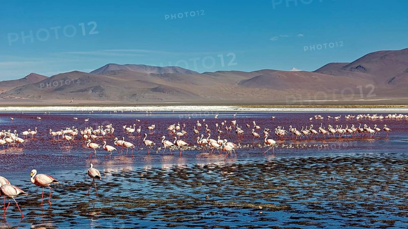 A large group of flamingos spread out over a wide, shallow lake in the Andes, the James flamingos in the Laguna Colorada in Bolivia (Phoenicoparrus jamesi)