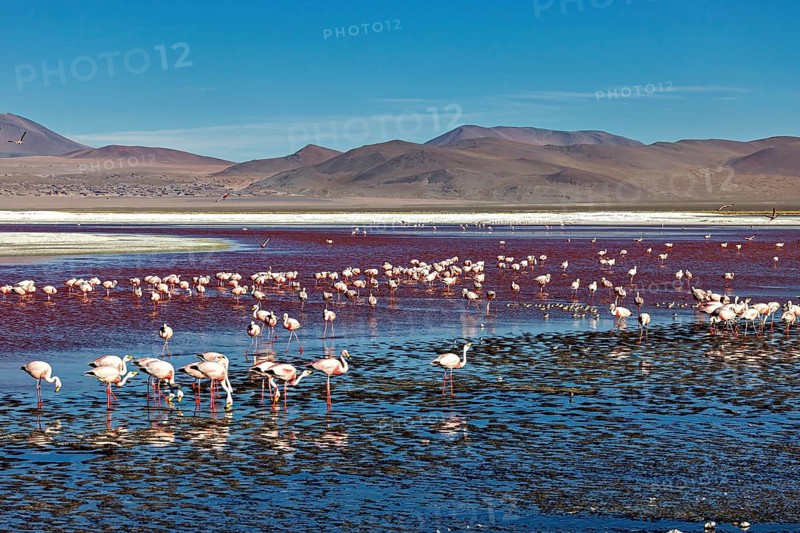 Flamingos in the lake with mountains in the background under a blue sky, The James flamingos in the Laguna Colorada in Bolivia (Phoenicoparrus jamesi)