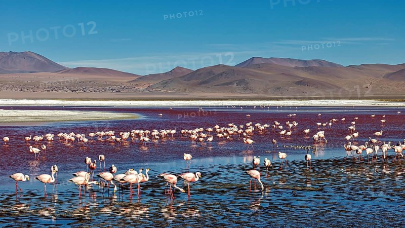 Many flamingos in a lake, surrounded by mountains under a clear blue sky, The James flamingos in the Laguna Colorada in Bolivia (Phoenicoparrus jamesi)
