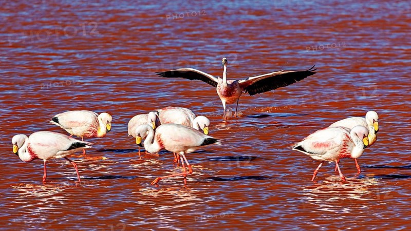 A group of flamingos in the water, one spreads its wings, The James flamingos in the Laguna Colorada in Bolivia (Phoenicoparrus jamesi)