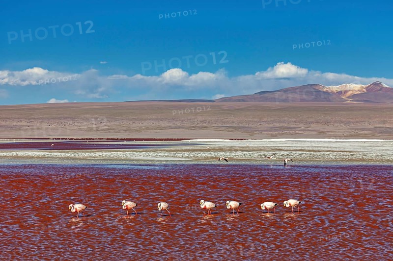 A group of flamingos stands in a red lagoon in front of a vast landscape, The James flamingos in the Laguna Colorada in Bolivia (Phoenicoparrus jamesi)