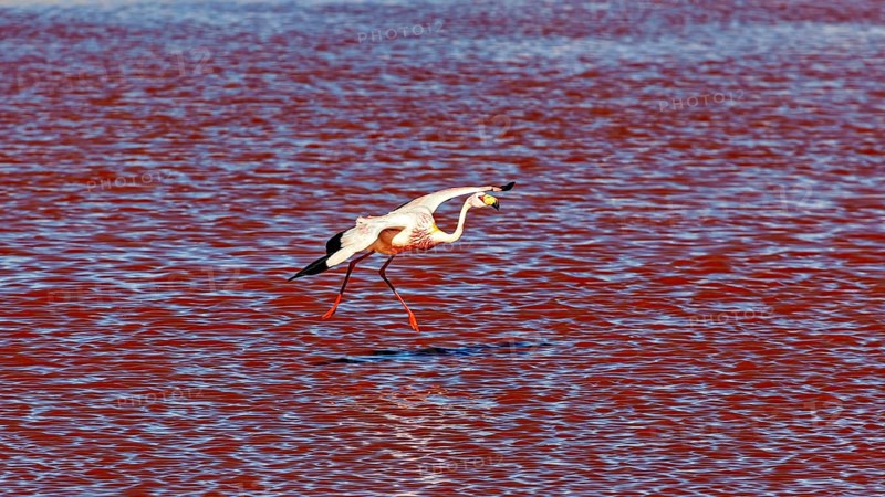 A flamingo flies just above the red water, The James flamingos in the Laguna Colorada in Bolivia (Phoenicoparrus jamesi)