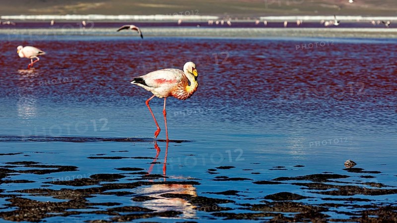 A lone flamingo stands with its reflection in the water, the background blurred, The James flamingos in the Laguna Colorada in Bolivia (Phoenicoparrus jamesi)
