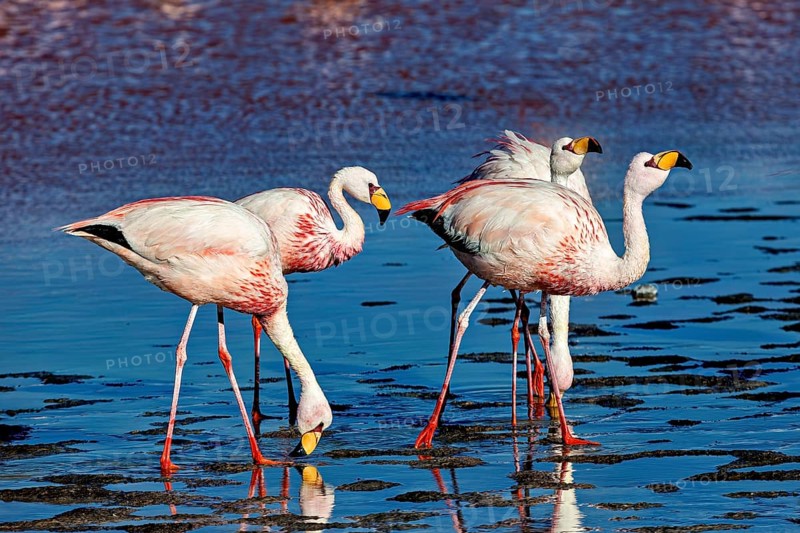 Three flamingos in the shallow water of a lake, their movements appear synchronised, The James flamingos in the Laguna Colorada in Bolivia (Phoenicoparrus jamesi)