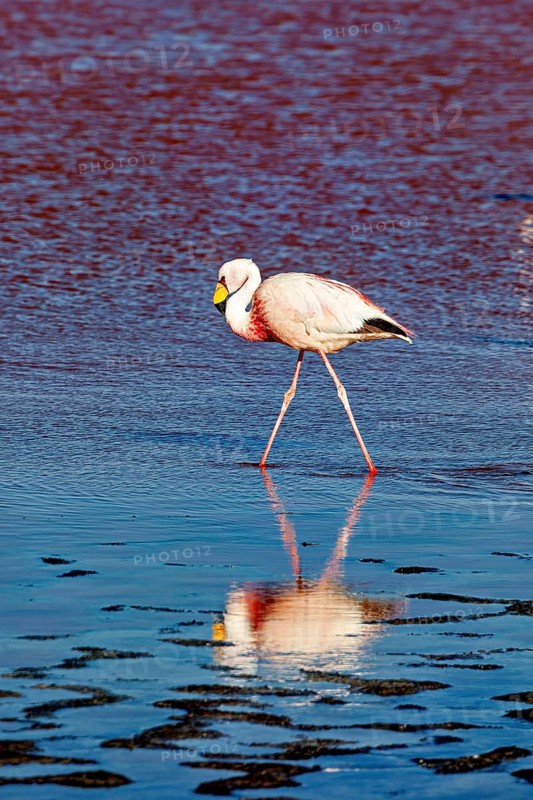 A solitary flamingo is reflected in the water of a calm lake in the Andes, The James flamingos in the Laguna Colorada in Bolivia (Phoenicoparrus jamesi)