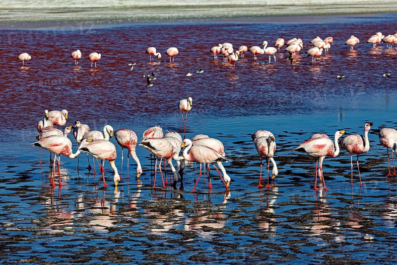Flamingos standing in the calm water, their reflections visible, The James flamingos in the Laguna Colorada in Bolivia (Phoenicoparrus jamesi)