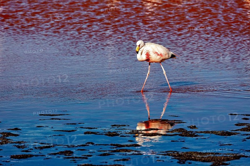 A flamingo walks across shimmering blue water and sees its reflection, The James flamingos in the Laguna Colorada in Bolivia (Phoenicoparrus jamesi)