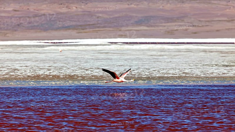 A flamingo flies over red water in front of a desert-like landscape, The James flamingos in the Laguna Colorada in Bolivia (Phoenicoparrus jamesi)