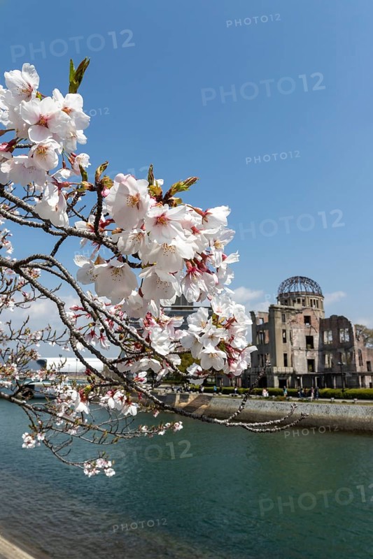 Branch with cherry blossoms, Sakura, behind it atomic bomb dome, Atomic Bomb Dome, ruins of the former building of the Chamber of Commerce and Industry, sight, UNESCO World Heritage Site, peace monument and memorial to the victims of the atomic bombing of Hiroshima in the Peace Park on the Otagawa River, Naka Ward, Hiroshima, Japan