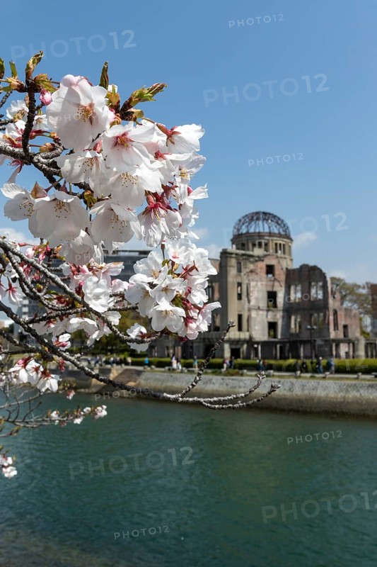 Branch with cherry blossoms, Sakura, behind it atomic bomb dome, Atomic Bomb Dome, ruins of the former building of the Chamber of Commerce and Industry, sight, UNESCO World Heritage Site, peace monument and memorial to the victims of the atomic bombing of Hiroshima in the Peace Park on the Otagawa River, Naka Ward, Hiroshima, Japan