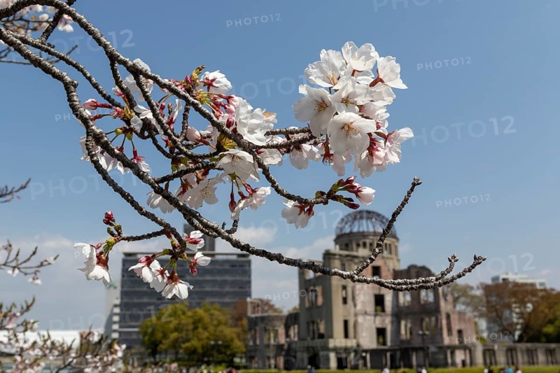 Branch with cherry blossoms, Sakura, behind it atomic bomb dome, Atomic Bomb Dome, ruins of the former building of the Chamber of Commerce and Industry, sight, UNESCO World Heritage Site, peace monument and memorial to the victims of the atomic bombing of Hiroshima in the Peace Park on the Otagawa River, Naka Ward, Hiroshima, Japan