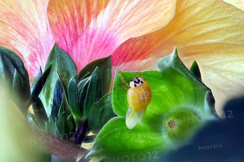 A newly hatched ladybird (Coccinellidae) dries its wings on a leaf in front of a large, pink-yellow flower, Wismar, Mecklenburg-Western Pomerania, Germany