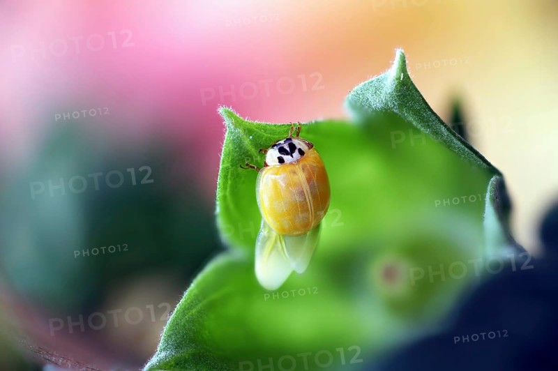 A newly hatched ladybird (Coccinellidae) drying its wings on a leaf in close-up with a blurred background, Wismar, Mecklenburg-Vorpommern, Germany