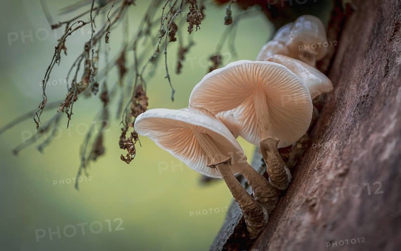 Beech slime mould (Oudemansiella mucida) in the city forest. Mönchbruch, Mörfelden, Groß-Gerau, Hesse, Germany