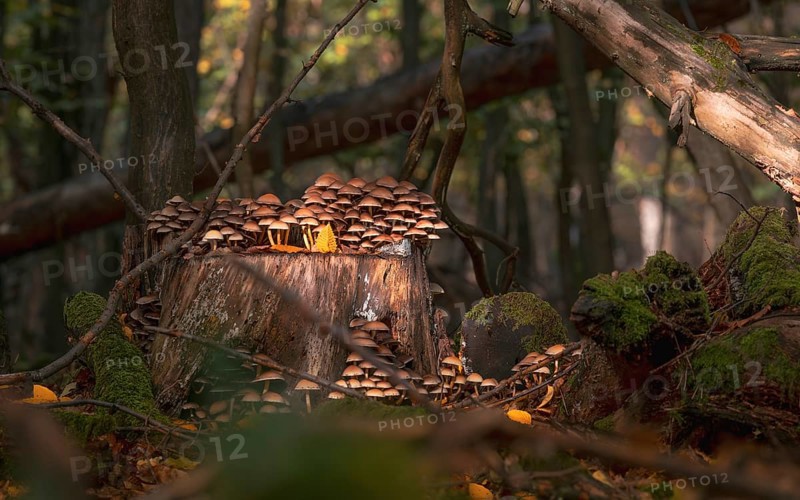 Sulphur tuft (Hypholoma fasciculare) in the city forest. Mönchbruch, Mörfelden, Groß-Gerau, Hesse, Germany