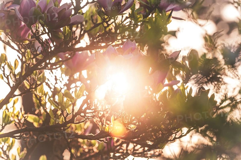 Sunlight and magnolias. Bad Homburg Castle Park, Hesse, Germany