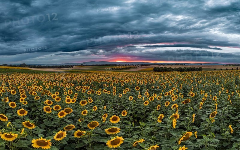 Sunflowers defy storm and thunderclouds. Preungesheim, Frankfurt am Main, Hesse, Germany