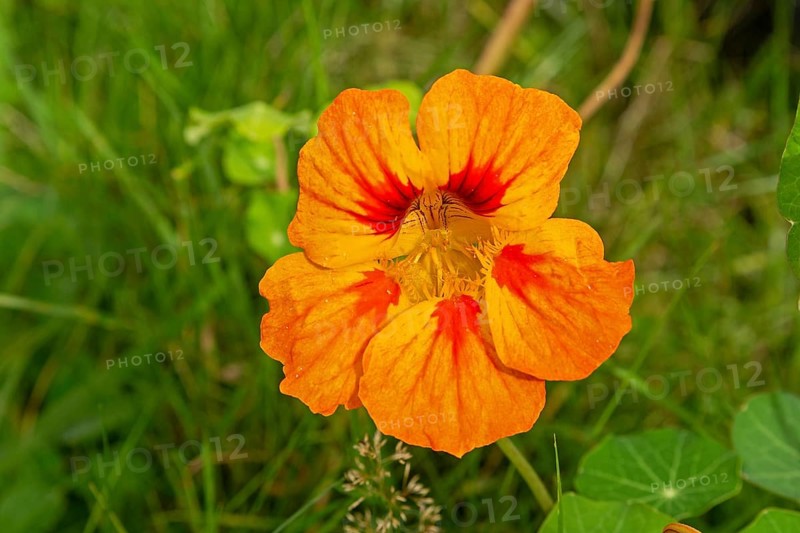Flower, nasturtium (Tropaeolum), Sieversen, Rosengarten, Lower Saxony, Germany