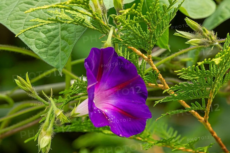 Flower, purple funnel bindweed (Ipomoea purpurea), Sieversen, Rosengarten, Lower Saxony, Germany