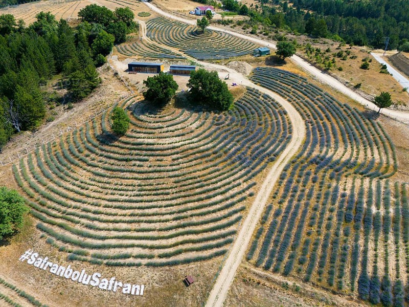 Hilly landscape with undulating lavender and corn fields, photographed from above, aerial view, Safranbolu Safrani, Safrani, cultivation of saffron crocus, Karabük province, Black Sea region, Central Anatolia, Turkey