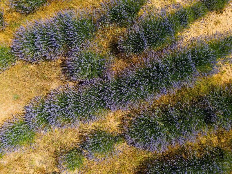 Close-up of lavender bushes showing the structure and colour of the plants, aerial view, Safranbolu Safrani, Safrani, cultivation of saffron crocus, Karabük province, Black Sea region, Central Anatolia, Turkey
