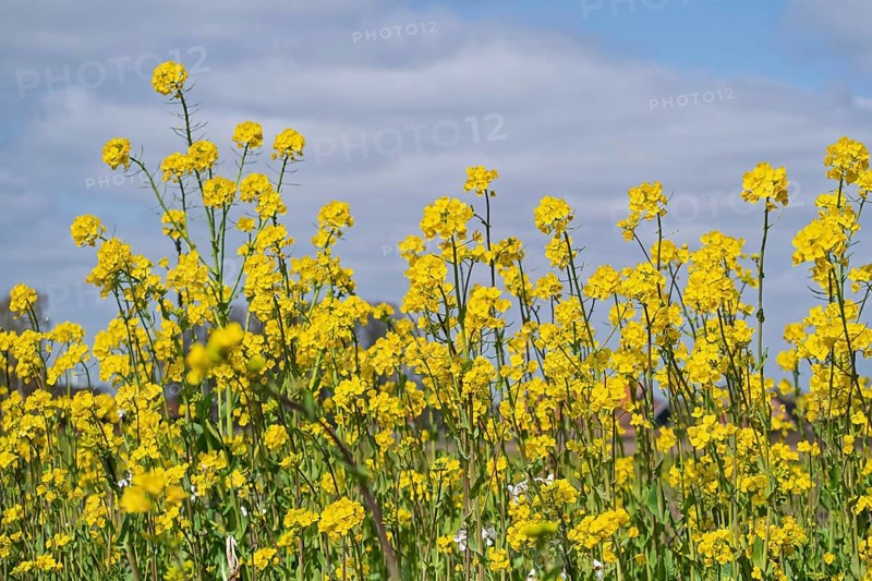Rape blossom (Brassica napus), Münsterland, North Rhine-Westphalia, Germany
