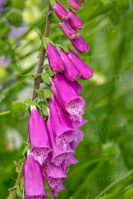Foxglove (Digitalis purpurea), Province of Groningen, Netherlands