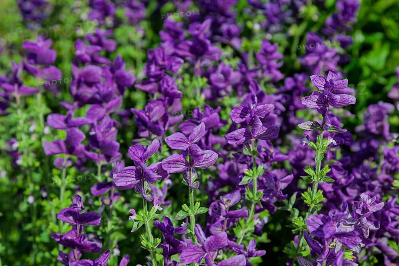 Crested sage (Salvia viridis, Salvia horminum), North Rhine-Westphalia, Germany