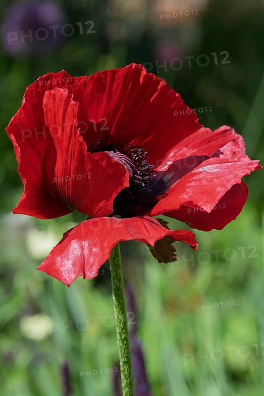 Garden poppy (Papaver), Münsterland, North Rhine-Westphalia, Germany