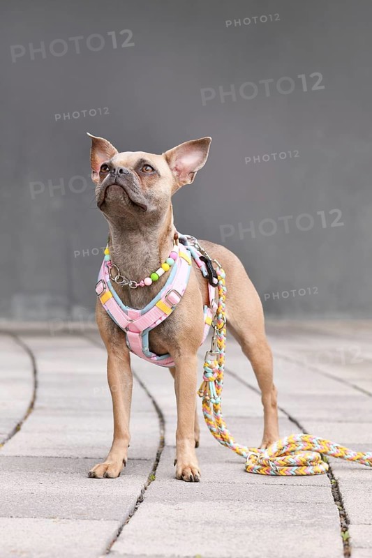 Blue fawn French Bulldog with long healthy nose and tail wearing a y-shaped dog harness, leash and necklace in front of gray wall