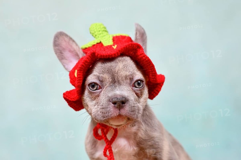 Cute young Lilac Brindle French Bulldog dog puppy with knitted strawberry hat