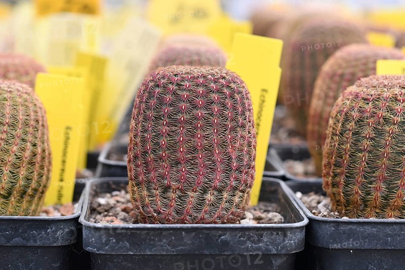 Small Echinocereus Rigidissimus subsp. Rubispinus cactus plants in pots. ALso called Arizona rainbow cactus