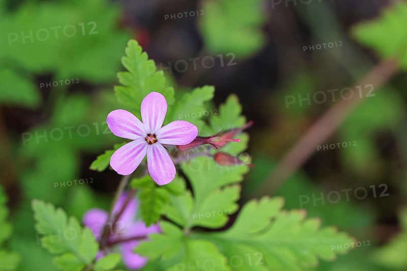 Stinking cranesbill (Geranium robertianum), herb Robert, Ruprechtskraut (Geranium robertianum), flowers in spring, Wilnsdorf, North Rhine-Westphalia, Germany